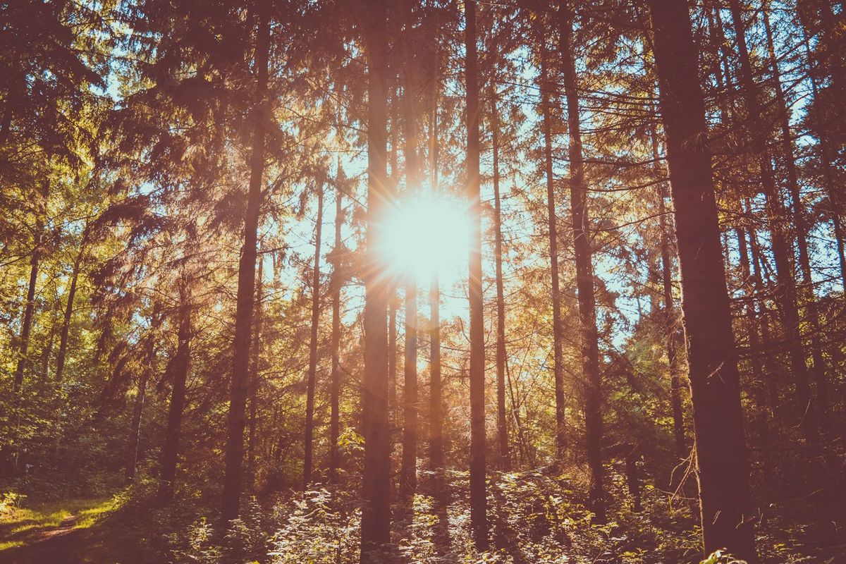 Solen skiner mellan höga tallstammar i en skog